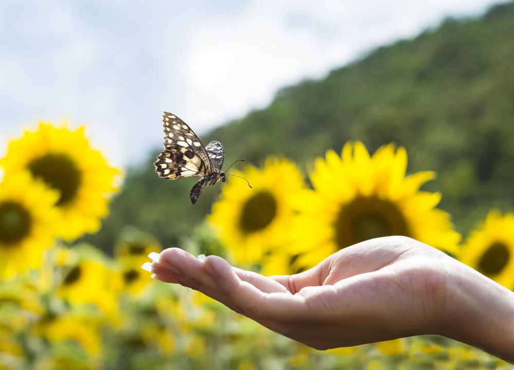 Traumdeutung: Foto: © Endless Buta / shutterstock / #292866353 Traumdeutung: Foto: © Endless Buta / shutterstock / #292866353